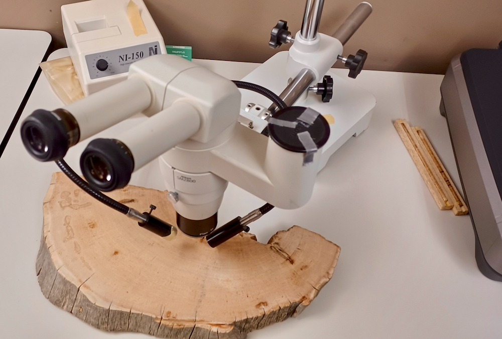 Tree ring timeline a window into the past and future Manitoba Co