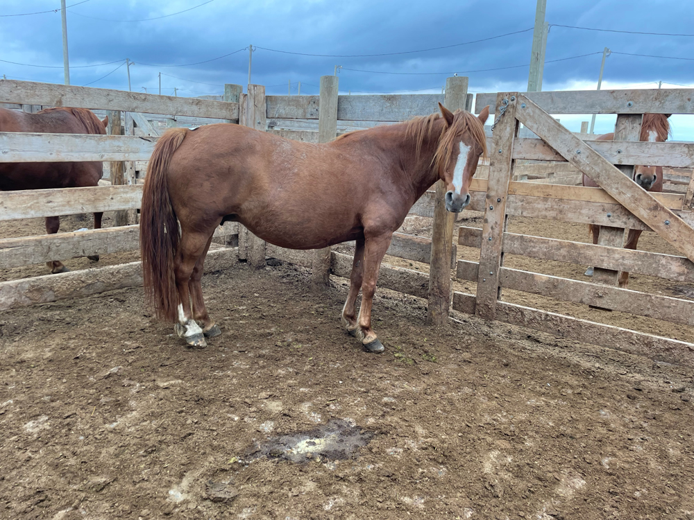 The ‘rescue’ horse Manitoba Cooperator