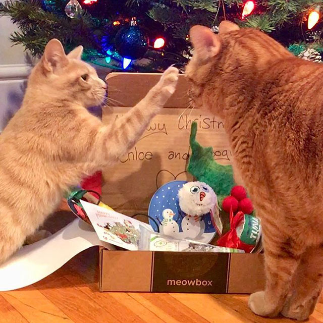 29 HQ Photos Monthly Cat Treat Box / meowbox Review The Most AMeow