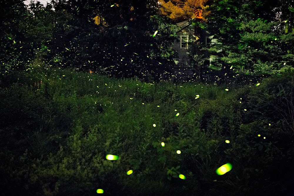 Fireflies of New York