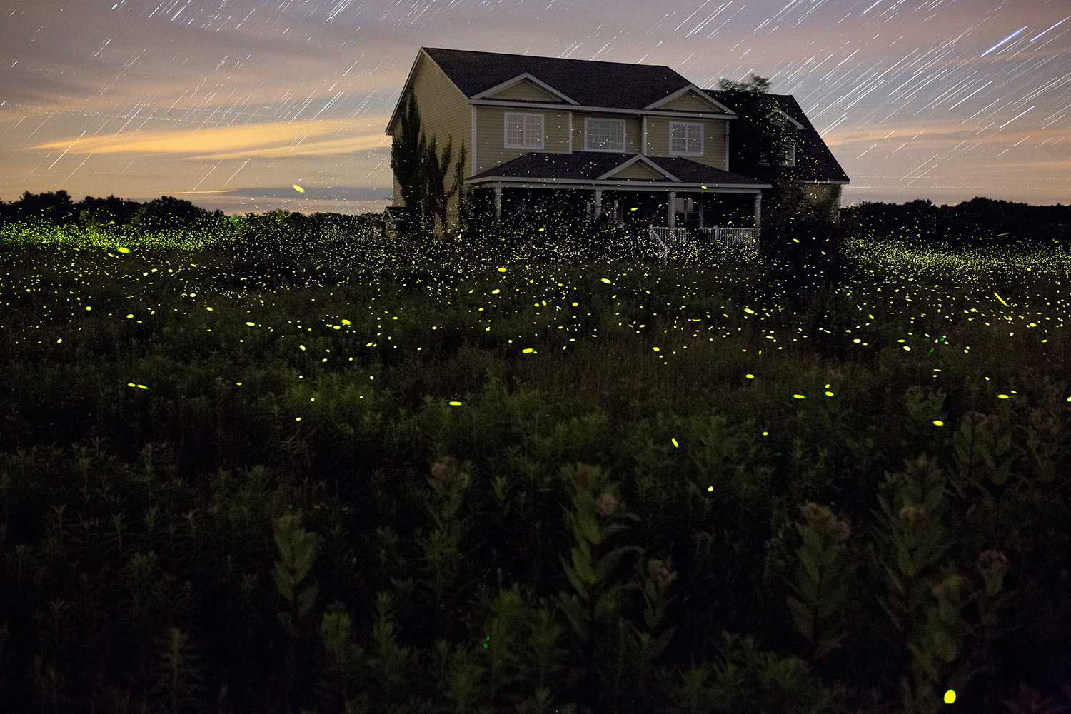 Fireflies of New York