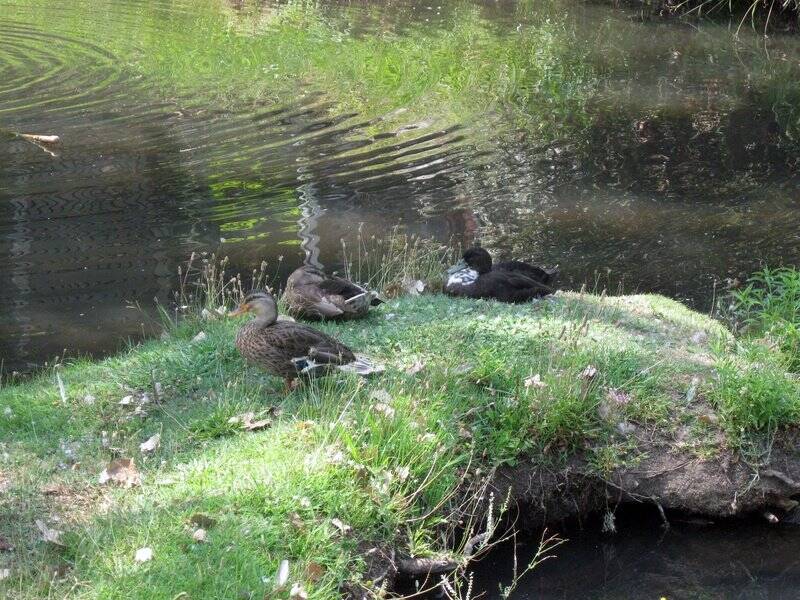 Sierra Lakes Mobile Home Park 4300 Rocklin Road, Rocklin, CA 95677