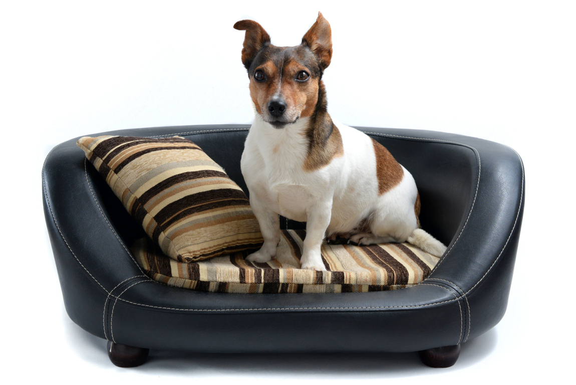 Tipos de camas para perros Tips sobre cómo elegir