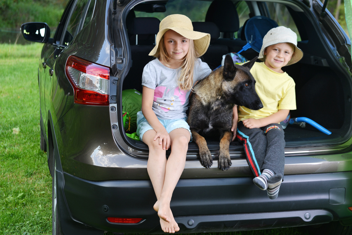 Cómo viajar con perros en el coche cumpliendo las normas