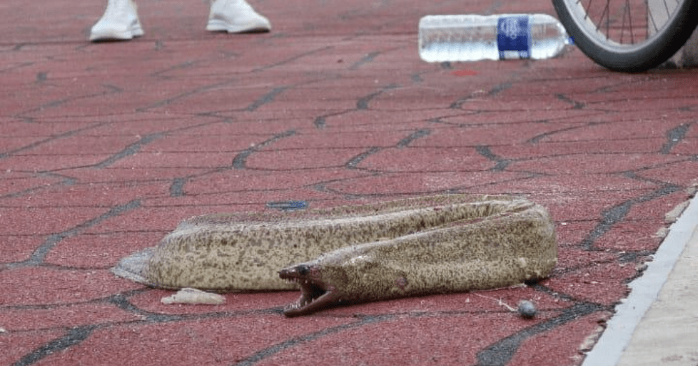 Large moray eel reeled in at Bedok Jetty Mothership.SG News from