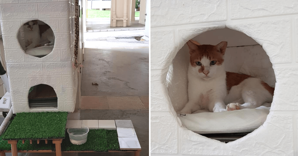 Telok Blangah residents build mini 'condo' for 2 community cats out of