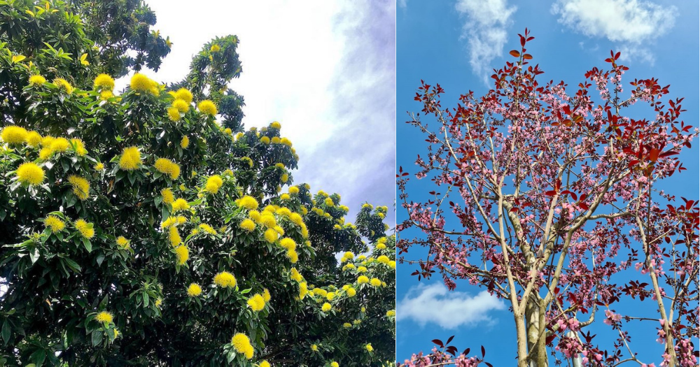 Bright yellow & cherry blossomlike flowers in full bloom on S'pore roadside trees & shrubs