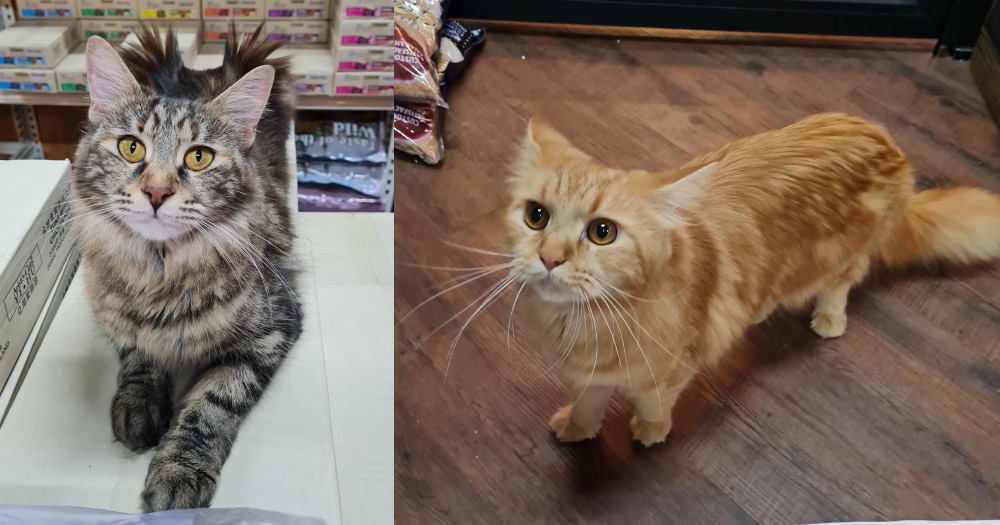 Kucing Maine Coon Non Ped Kicau Sejati