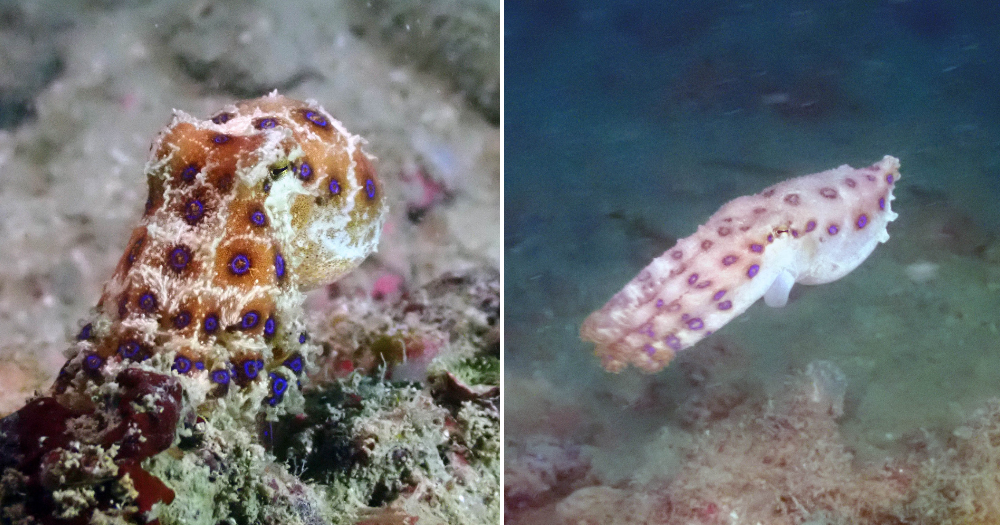 S'pore diver finds rare blueringed octopus, one of the most venomous