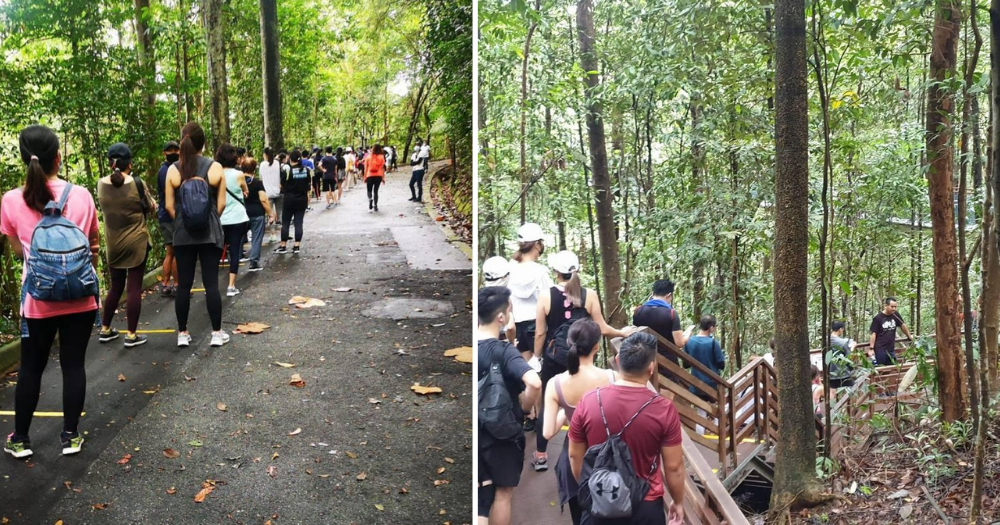 Long queues to enter MacRitchie TreeTop Walk on weekend after reopening