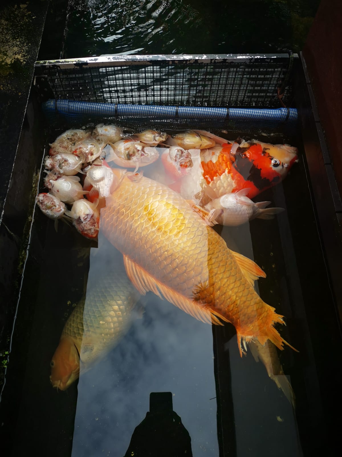 [MOTHERSAI] Otters kill 8 koi fish & 50 goldfish reared for 13 years in Yio Chu Kang, family dog