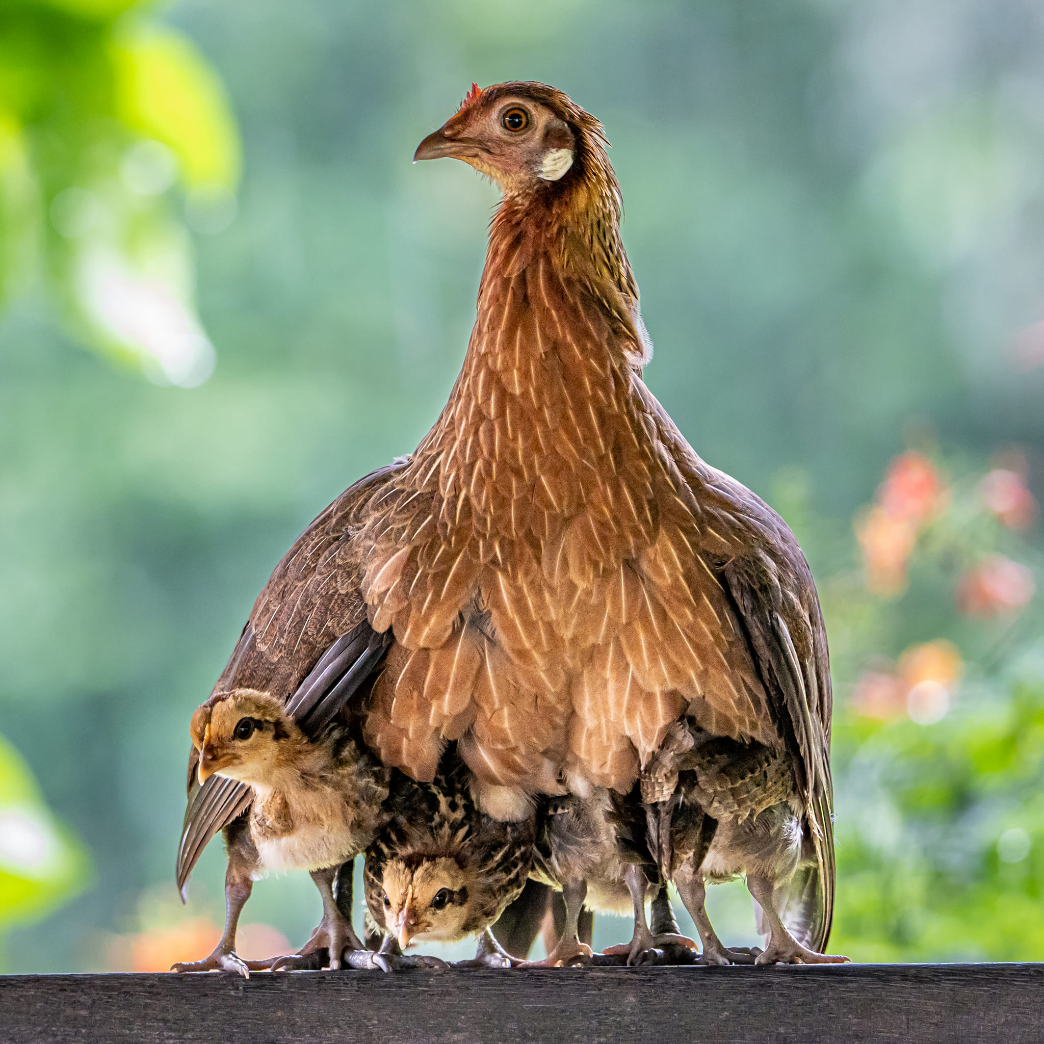 Beautiful photo of mother hen protecting chicks from the rain captured