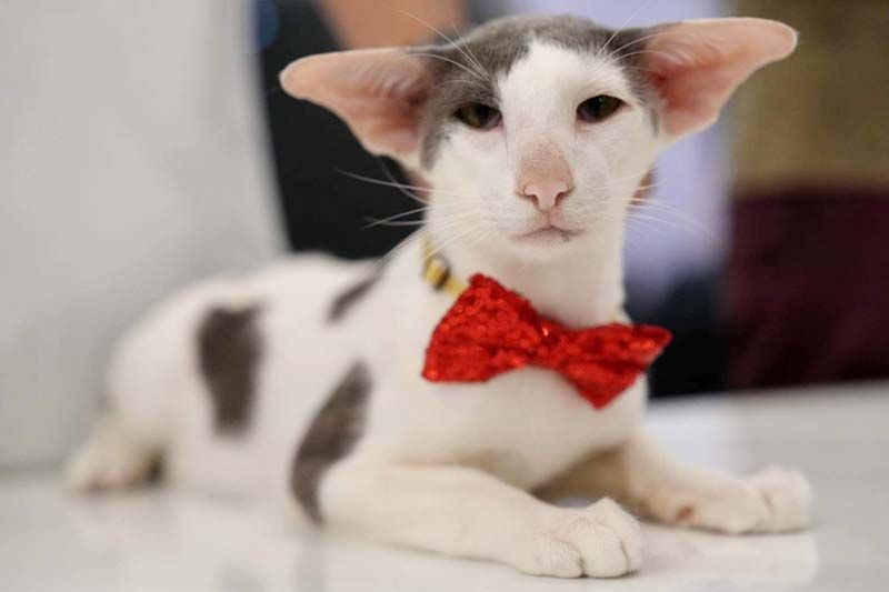 ผู้หญิง กลับมาอีกครั้ง‘Thailand Cat Show 2023’ งานแมวสุดยิ่งใหญ่แห่ง