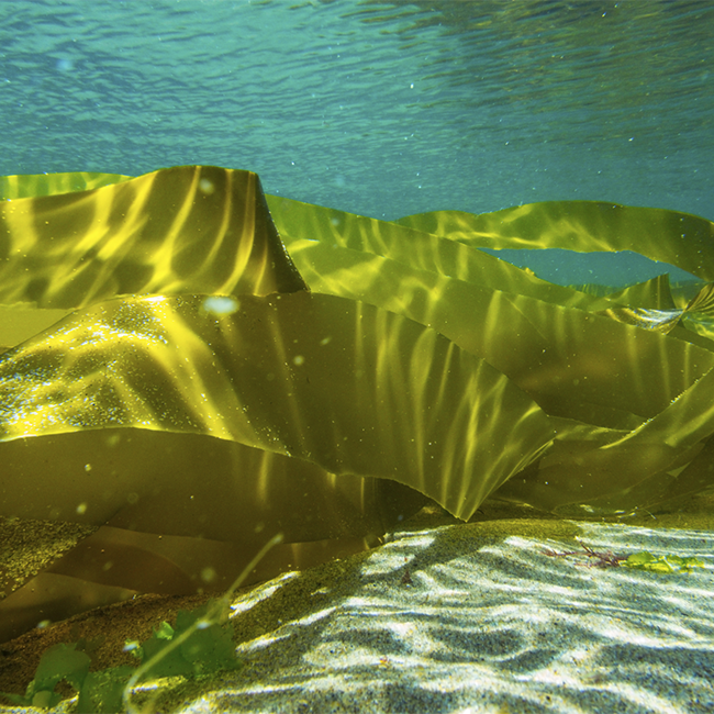 The Benefits of Sea Kelp for Hair