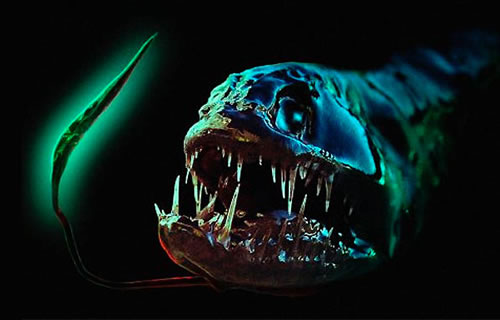 Dragon Fish and Other Fascinatingly Scary Creatures of the Deep Neatorama