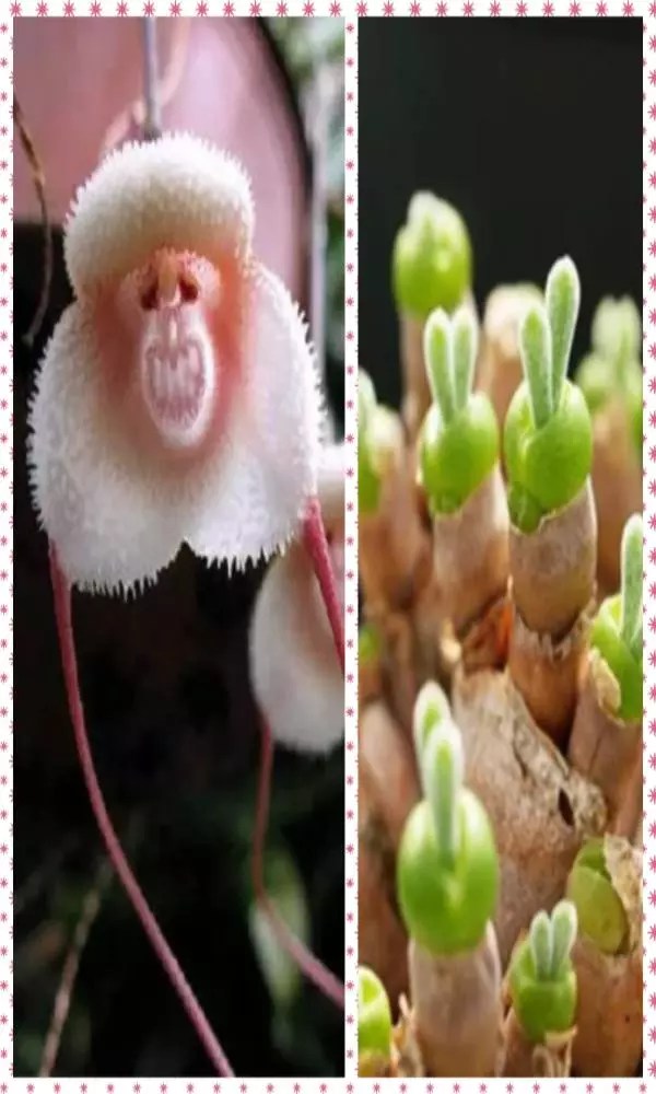 फूल जो किसी जानवर की तरह लगते हैं Flowers Alike Animals Newstrack