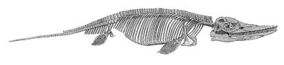 Ichthyosaur - New World Encyclopedia