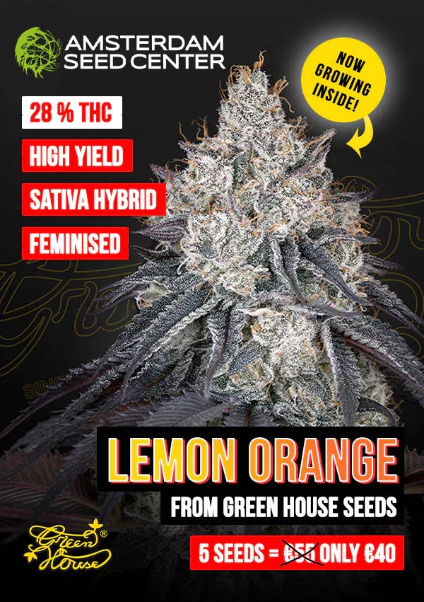 Blog Lemon Orange by Greenhouse Seeds co Our Strain of the Shop