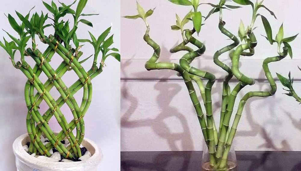 Come coltivare il Bamboo della Fortuna in casa Ohga!
