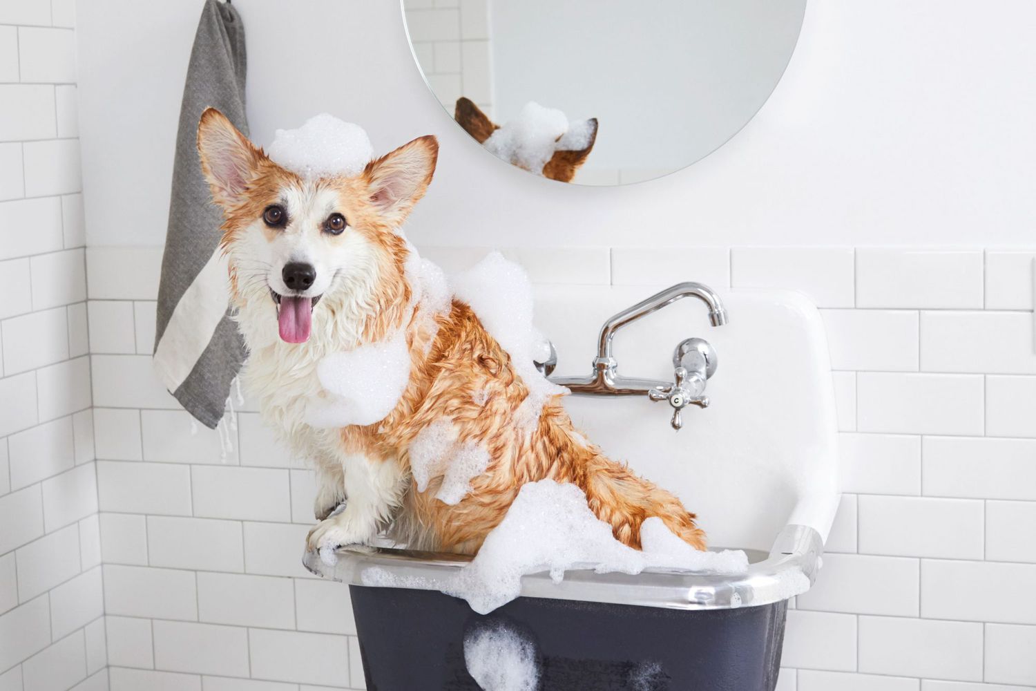 How Do You Bathe A Puppy Without Dog Shampoo
