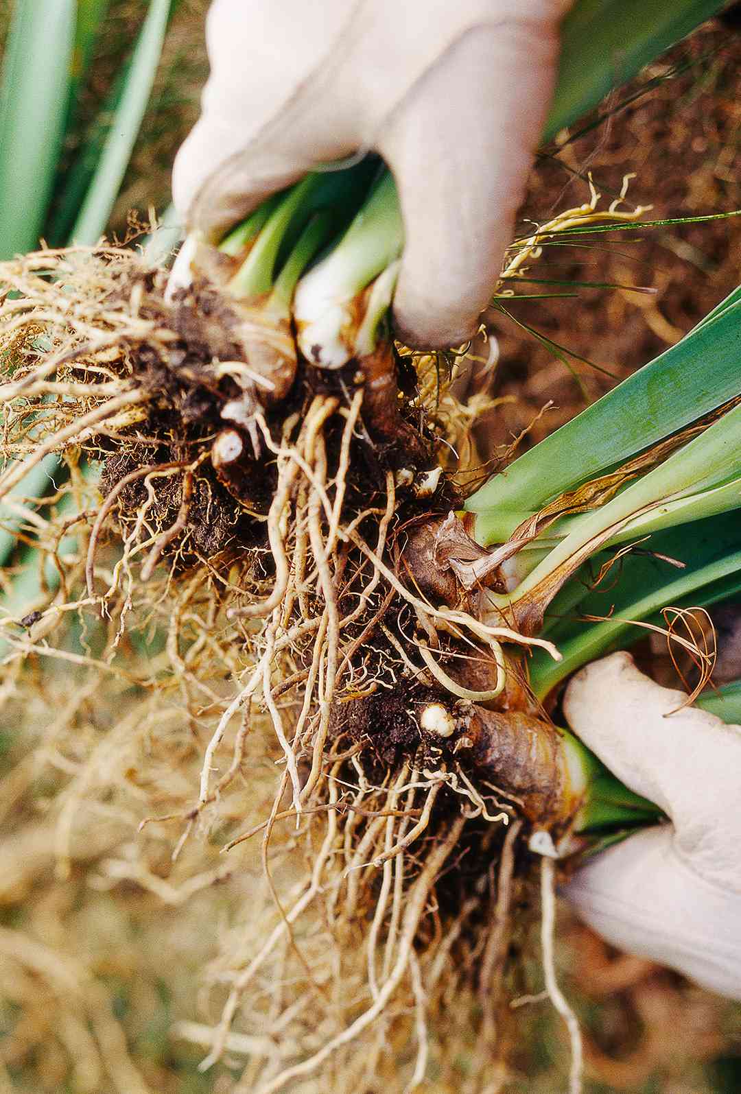 How to Grow, Maintain, and Divide Bearded Iris Better Homes & Gardens