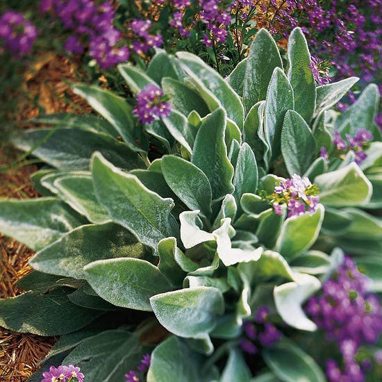 Best SilverLeaf Plants for Your Garden Better Homes & Gardens