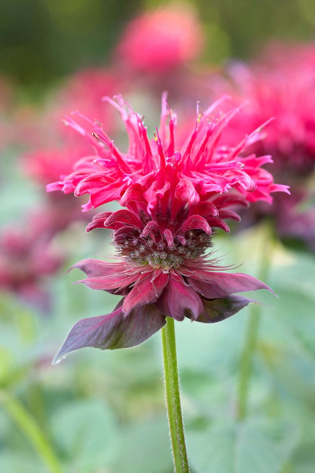 Nectar Plants for Pollinators
