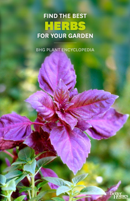 Herbs Better Homes & Gardens