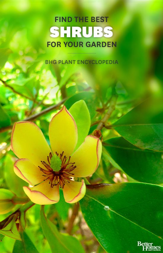 Shrub Better Homes & Gardens