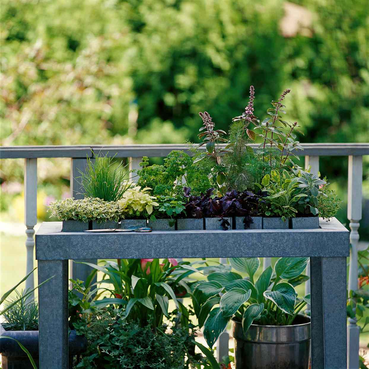 Best Herbs for Container Gardens Better Homes & Gardens
