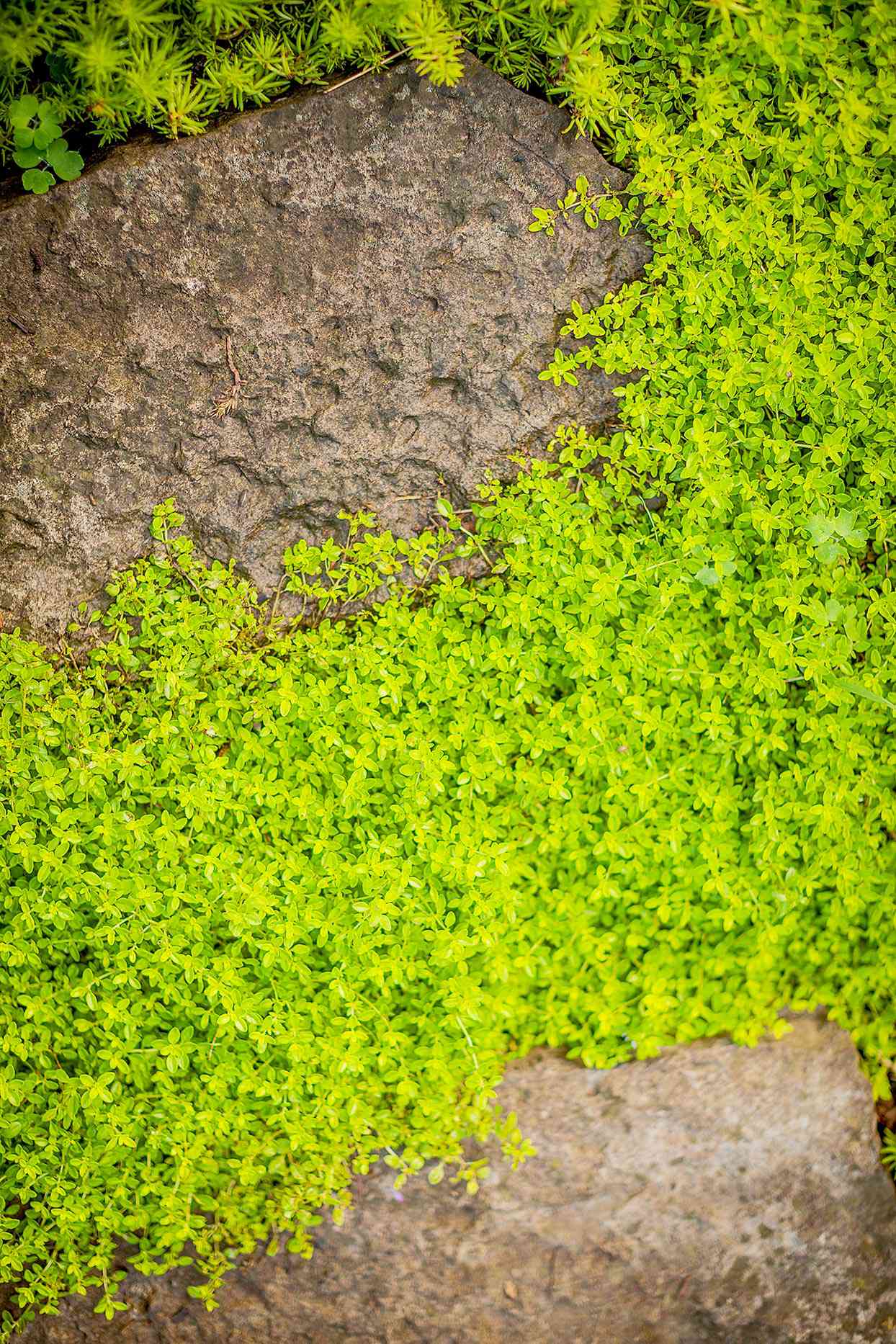 10 Great Groundcovers That Solve Your Landscaping Problems Better