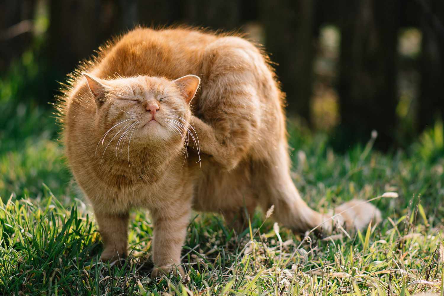 How To Get Rid Of & Prevent Fleas On Cats | Daily Paws