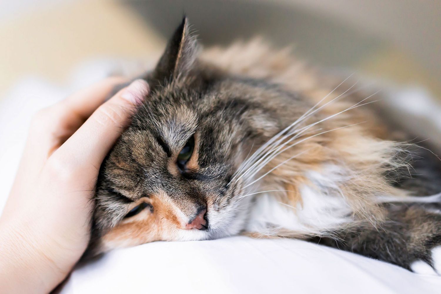 Cat Vomiting: Understanding What's Normal—And What's Not | Daily Paws