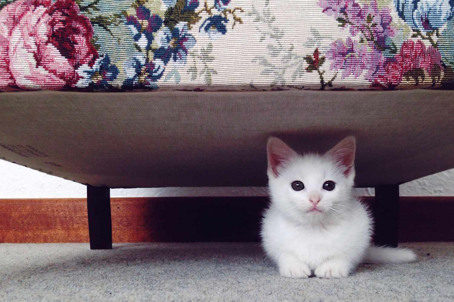 How To Find A Lost Cat: Search Tips From An Expert Cat Finder | Daily Paws