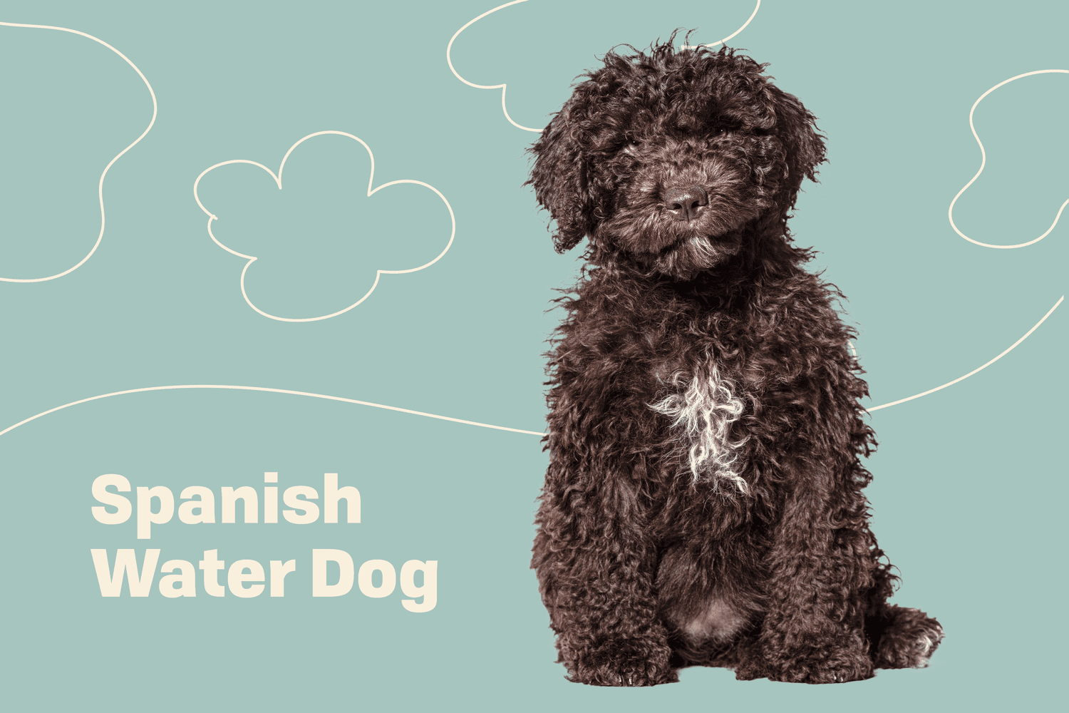 Are Spanish Water Dogs Hypoallergenic