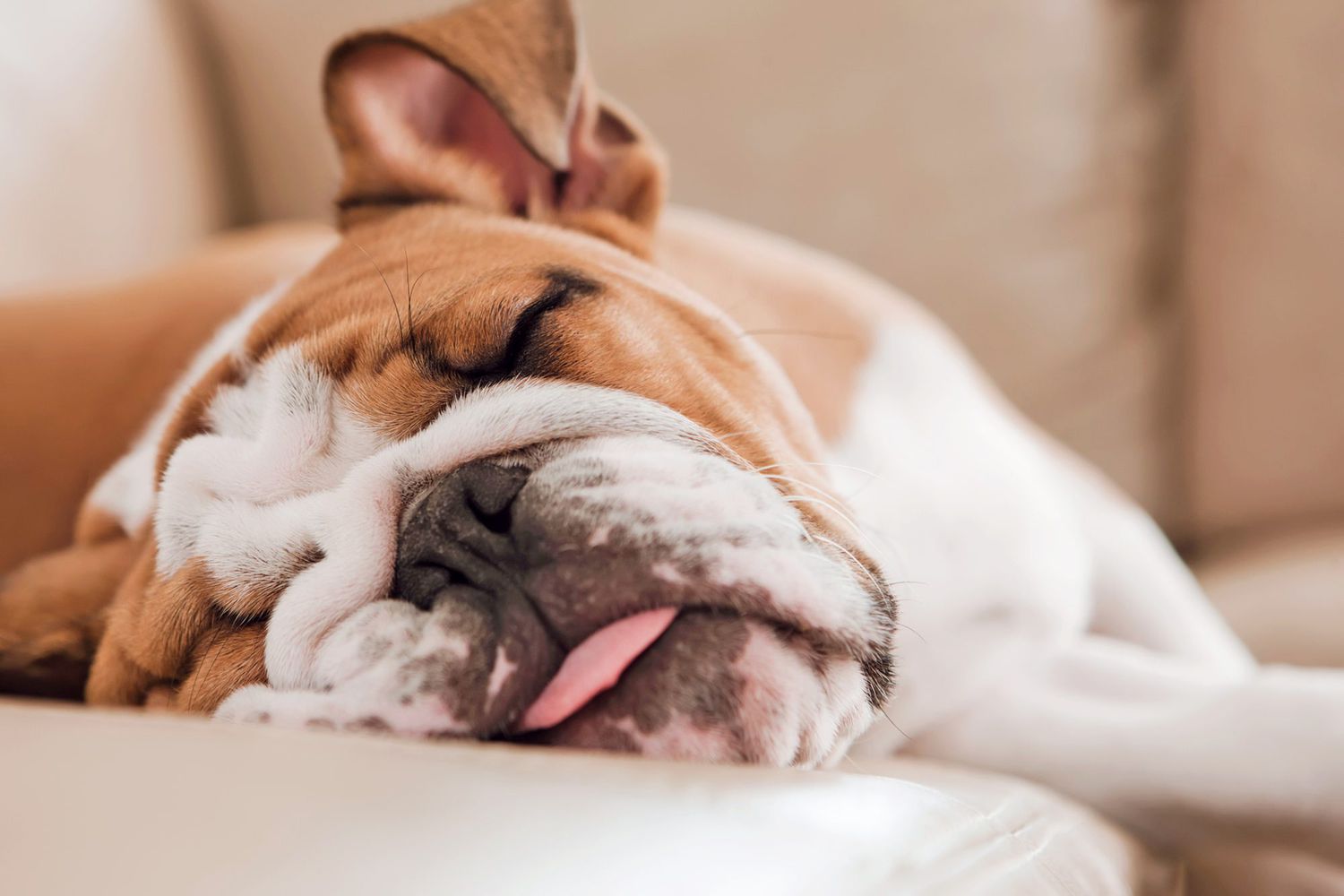 What Is Lethargy In Dogs? What To Do When Your Dog Is Exhausted And Uninterested | Daily Paws