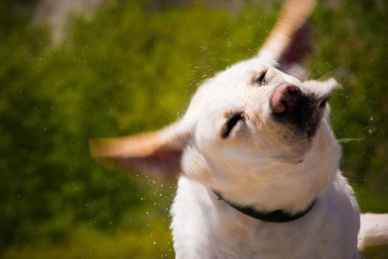 Why Is My Dog Shaking And Not Eating