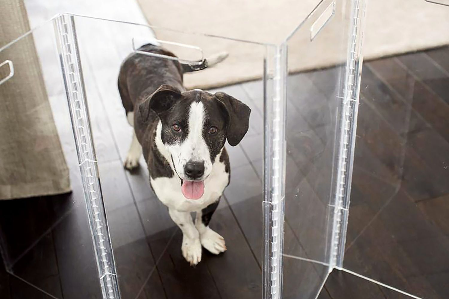 Pet Gates To Keep Your Christmas Tree Safe From Curious Cats And Dogs