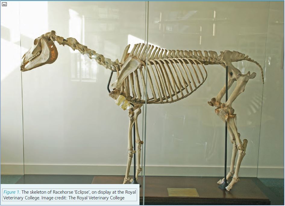 How To Heal Skeleton Horses