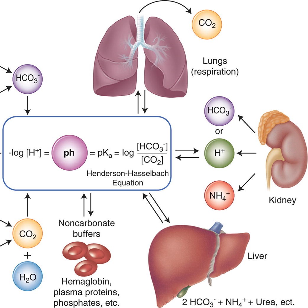 An introduction to Stewart acidbase The Physiological Society