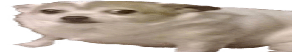 Cuptoast Minecraft išvaizdos NameMC