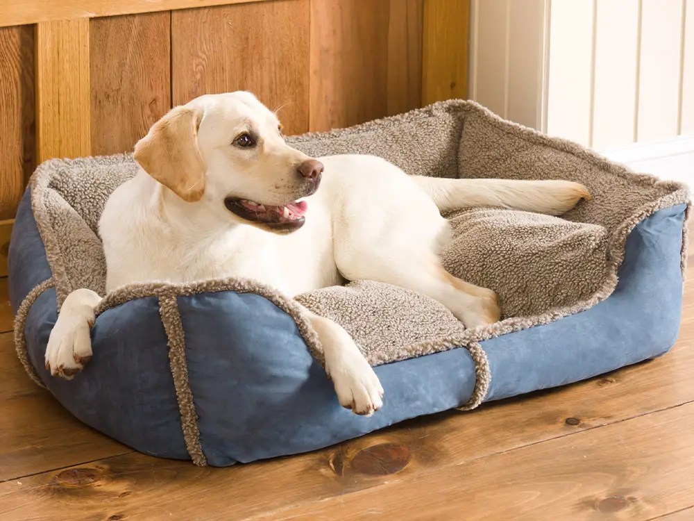 Tips for Dog Friendly Rooms Blog Plow & Hearth