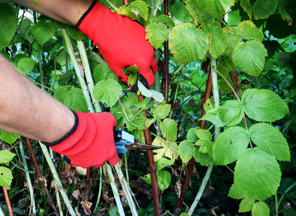 Planter un framboisier, ça se fait en automne 4 conseils pour ne pas