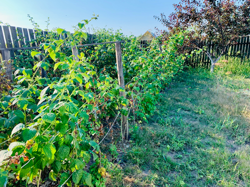 Planter un framboisier, ça se fait en automne 4 conseils pour ne pas
