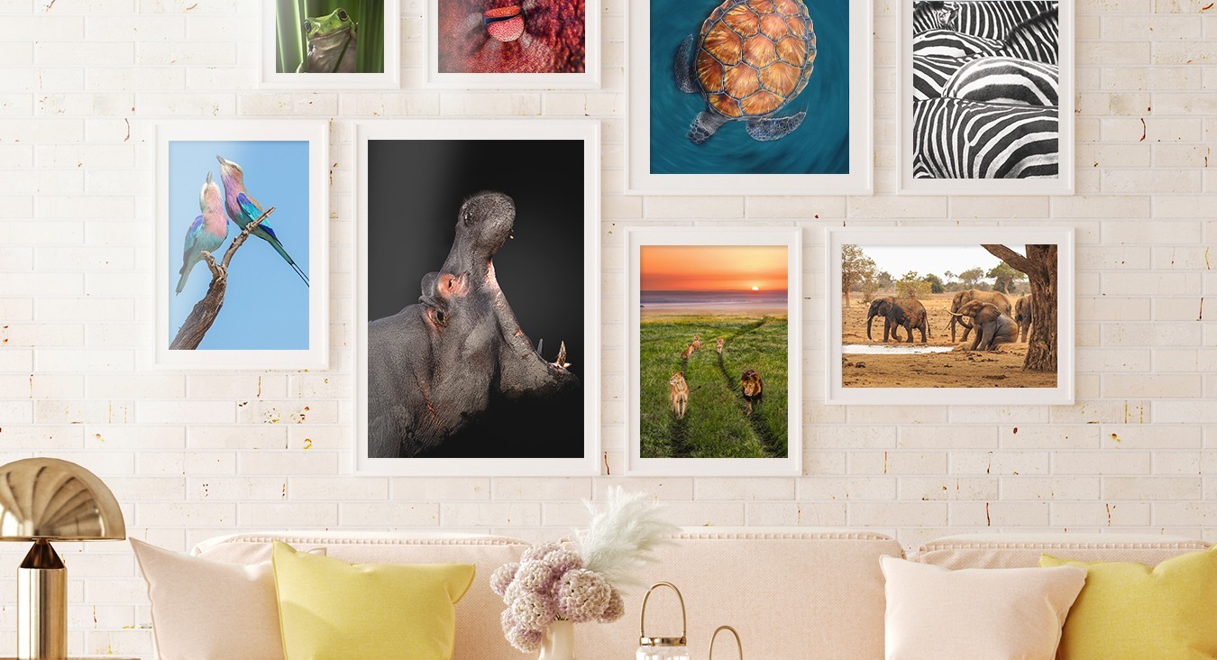 Animal Kingdom as Posters and Art Prints Buy Online at UKposters.co.uk