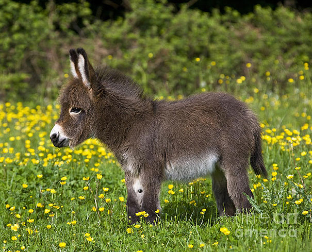 74+ Adorable Baby Donkeys That You’ll Want To Cuddle ASAP