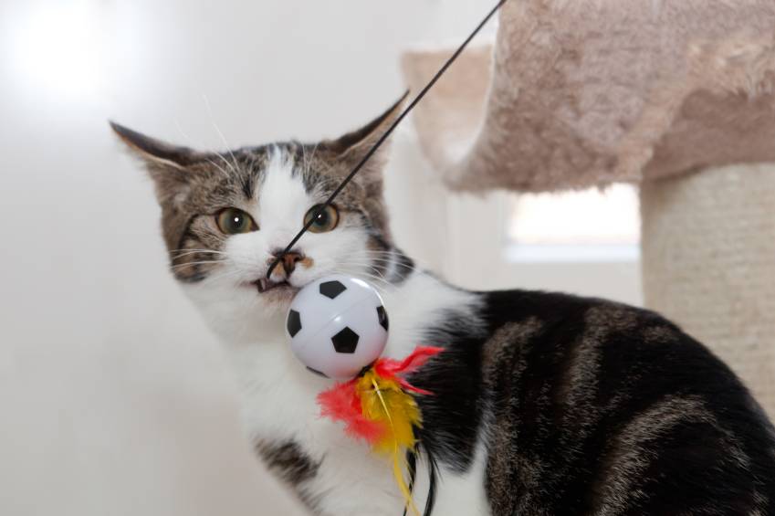 Conseils pour choisir les jouets pour son chat Pratique.fr