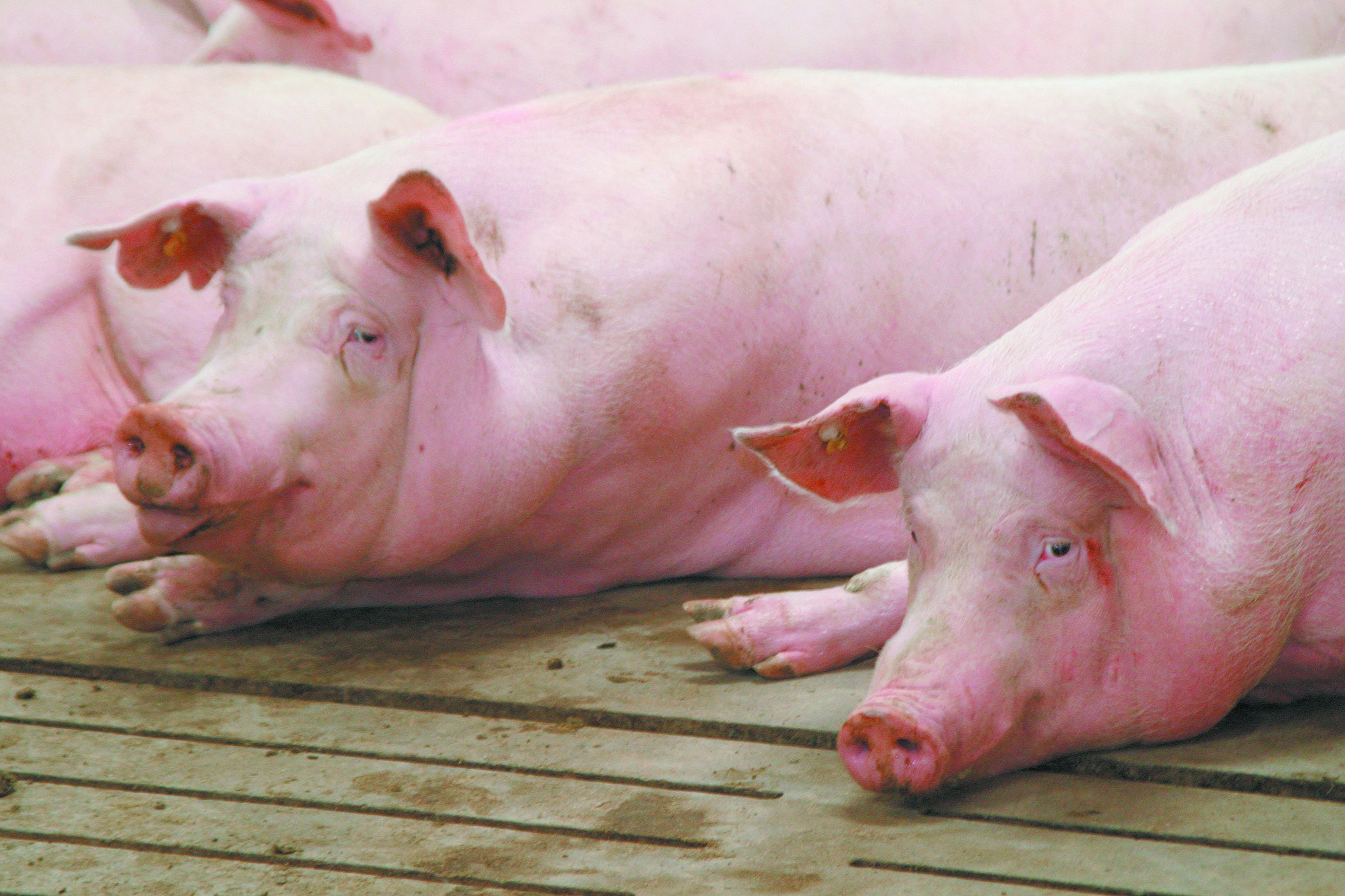 Threat of infectious hog disease will only increase, says vet The Western Producer