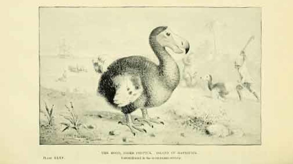 Dodo What S In A Name