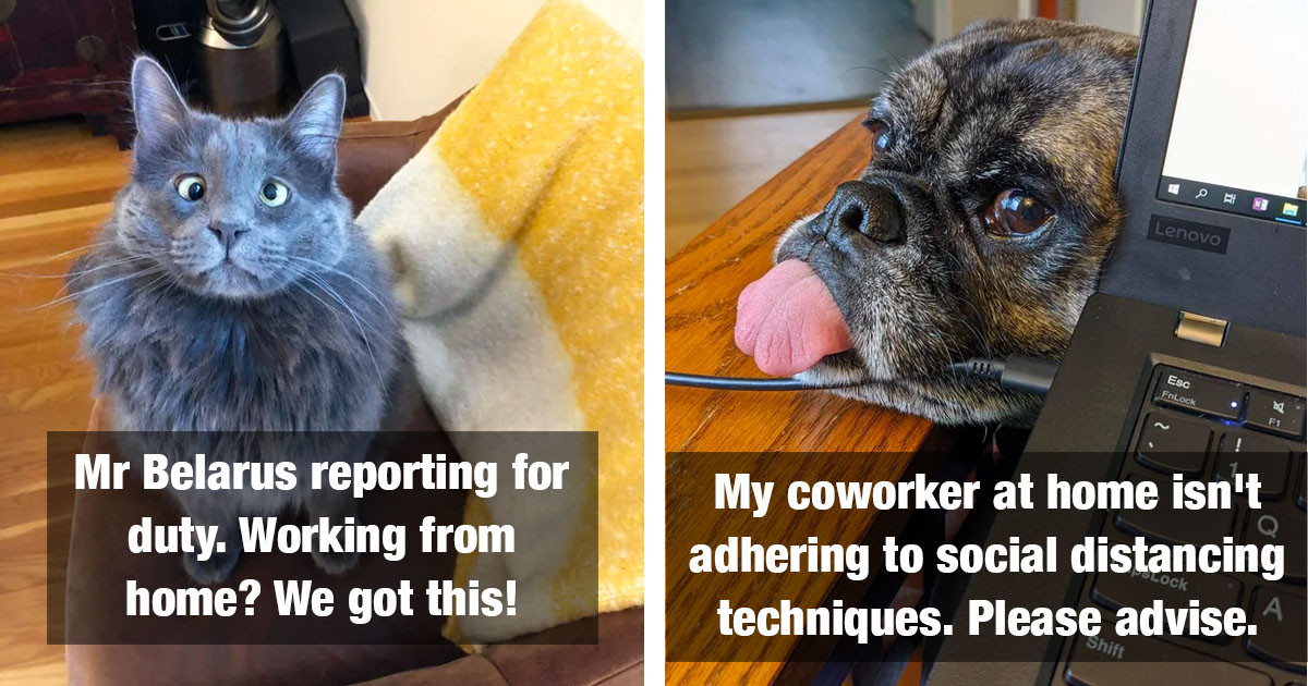 People Forced To Work From Home And Their Pets Are Absolutely Loving It